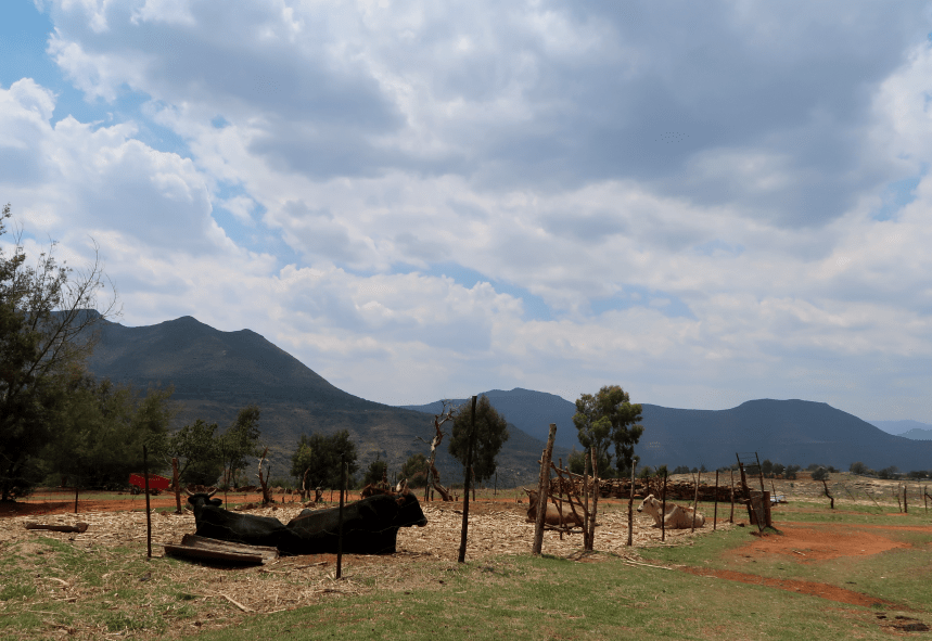 Albert Musi's cows are resting in their pen in front of the Maloti Mountains of Malealea, Lesotho, Southern Africa