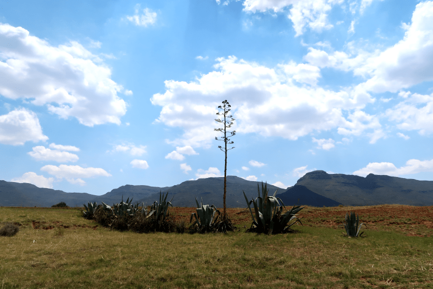 an aloe tree in Malealea, Lesotho, Southern Africa