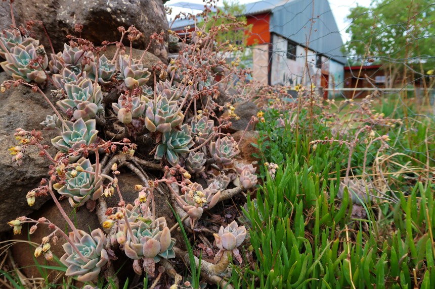Malealean Succulents, photo by Kelly Benning