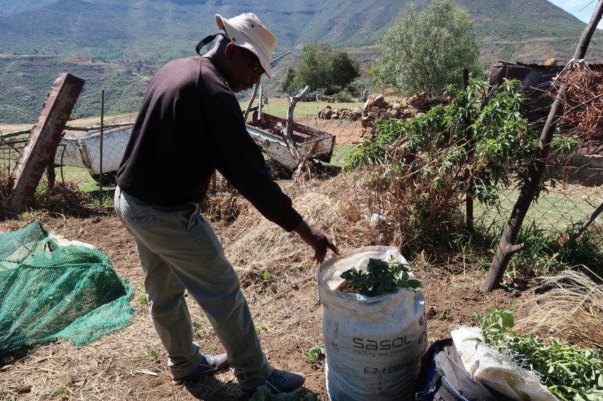 MDT Field Worker Tsotang Monyane Points Out an Innovative Tomato Growing Technique in a Malealea Garden in front of the mountains