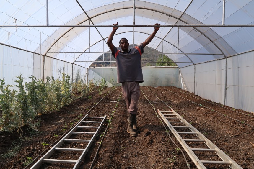 Malealea Development Trust Polytunnel at the MDT Teaching Farm, polyhouse, hoop greenhouse, hoophouse, grow tunnel, high tunnel