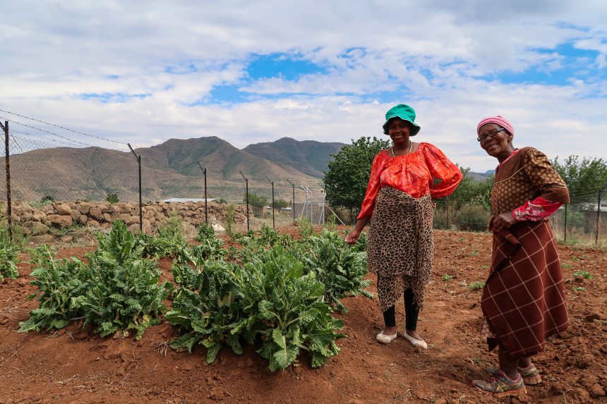 Ha Raboletsi Orphaned Children Vegetable Garden, Roma, Lesotho, Southern Africa, photo by Kelly Benning