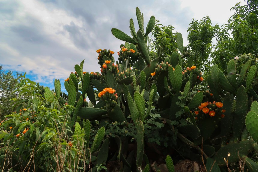 Cactus, photo by Kelly Benning